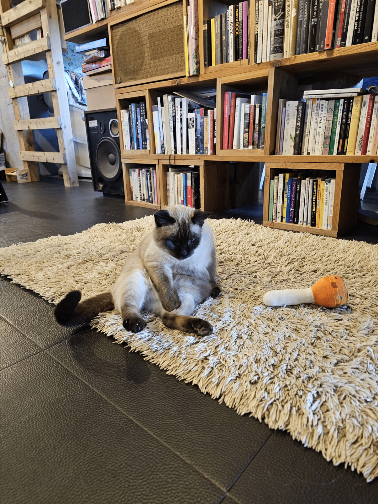 서재동 고양이